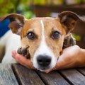 犬があごを乗せてく…