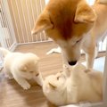 生後32日目の赤ちゃ…