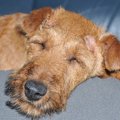 犬の痴呆について予…