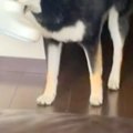 『やけに犬がおとな…