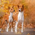 バセンジー｜犬種の…