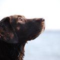 『犬から見た世界』…