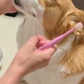 犬の歯磨きを『ママ…
