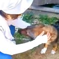 難病だった子犬が育…