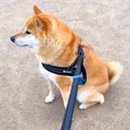 犬とお散歩をしてい…