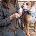 犬の飼い主がよくや…