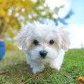 『甘えん坊な犬種』…