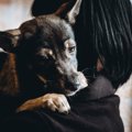 犬も『ペットロス』…