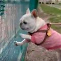 テニスボールへの情…
