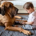 犬が「クーン」と鳴…