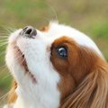 犬をノミから守るた…