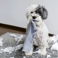 犬はなぜ臭いものが…