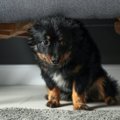 臆病な犬がよくする…