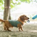 犬が散歩中に水を飲…