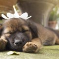 犬の肉球への『絶対N…