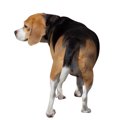 犬の気持ちは尻尾を…