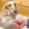 『オテ、オカワリ』…