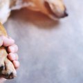 犬が『突然死』考え…