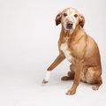 犬の足がつるような…