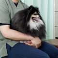 犬の下痢・嘔吐『危…