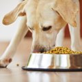犬が喉に詰まらせや…