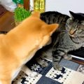 犬が『猫パンチ』さ…