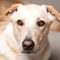 犬の顎がガクガクな…