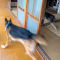 大型犬のために古民…