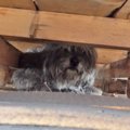 隠れていたけれど、…