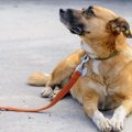 保護施設の犬と散歩…