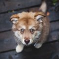 犬が飼い主に『要求…