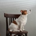 愛犬が『何もないは…