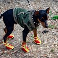 犬用の靴おすすめ5選…