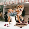 犬が『高い場所』に…
