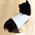 赤ちゃん犬が『生ま…