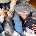 赤ちゃんと犬に『手…
