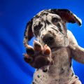 犬の肉球をケアした…