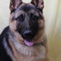 犬の厄年とは？その…
