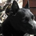 犬は人間がつく嘘を…