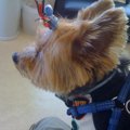 愛犬の血液型を知っ…
