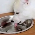 子犬の食器台に水を…