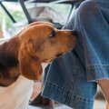 なぜ犬は飼い主のニ…