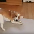 愛犬にバレずに家に…