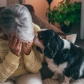 犬は『人間の表情』…