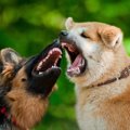 多頭飼いの犬同士が…