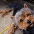愛犬はぶりっこ犬？…