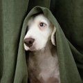 『犬を家族と思って…