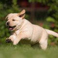 低体重で生まれた犬…