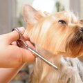 犬のトリミングに国…