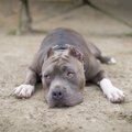闘犬競技の賛否につ…